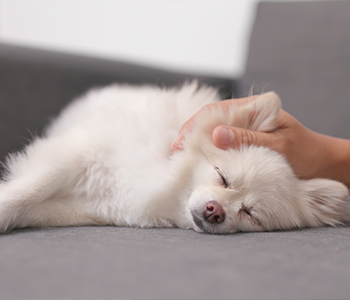 Massage tête chien
